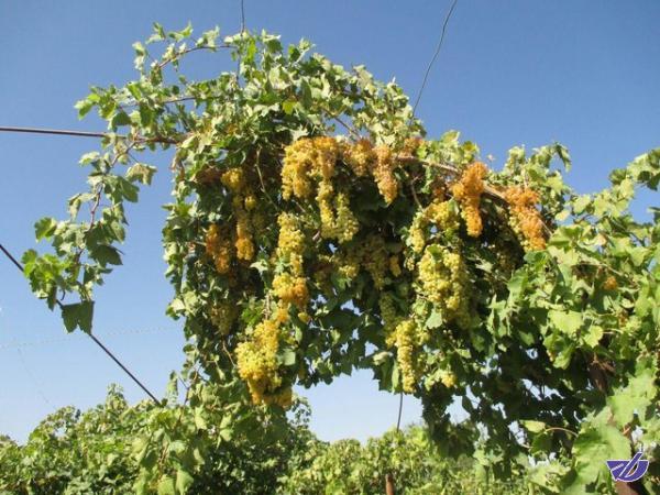 پیش‌بینی تولید 95 هزار تن انگور در کردستان
