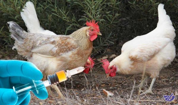 آغاز واکسیناسیون مرغ های تخمگذار در ایران