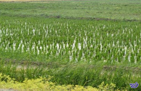 معرفی حدود ۳۰ رقم برنج در موسسه تحقیقات برنج/واردات، ضربه مهلک بر پیکره صنعت برنج