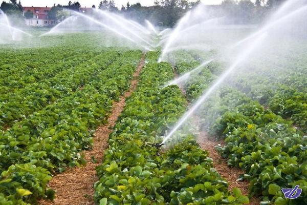 اختلاف نظر دو وزارتخانه بر سر مقدار آب مصرفی در بخش کشاورزی+توضیح کارشناسان