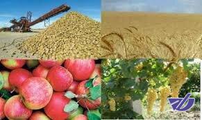 افزایش تولید محصولات کشاورزی/ وفور سیب شب عید