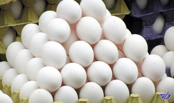 واردات تخم‌مرغ و روند نزولی قیمت ادامه دارد