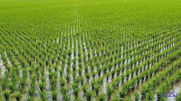 نابودی ۵۰ درصد منابع زیرزمینی گلستان با افزایش بی‌رویه کشت برنج