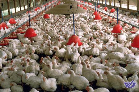 نابودی بیش از یک میلیون قطعه مرغ در استان اصفهان