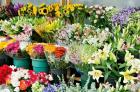 آخرین خبرها از ساخت پایانه بین‌المللی گل و گیاه