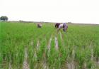 ادیانی: نرخ قیمت برنج عادلانه تعیین شود