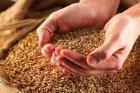 تولید ۱۰۰درصدی بذر گندم و جو در ایران