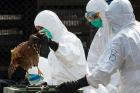 خسارت یک ‌میلیاردی آنفلوآنزای فوق حاد پرندگان به یزد