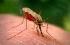  با شیوع بیماری مالاریا مقابله جدی شود