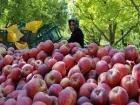 چرا عرضه سیب در استان قطب تولید سیب کم شده است؟!