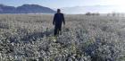 خسارت ۷۴۵ میلیارد ریالی سرمای دیررس به کشاورزی میاندوآب