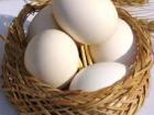 موقتا جلو صادرات تخم مرغ گرفته شد