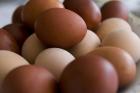 چرا تخم مرغهای قهوه ای گرانتر هستند؟