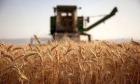 رشد 13 درصدی خرید گندم در استان مرکزی/پرداخت 100 درصدی مطالبات کشاورزان