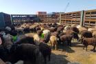توضیحات سازمان دامپزشکی در خصوص گوسفندان رها شده در فرودگاه