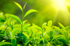 خرید تضمینی ۹۵ میلیارد تومان برگ سبز چای از کشاورزان