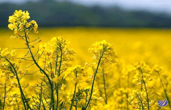 پیش‌بینی برداشت 800 تن کلزا از مزارع چهارمحال و بختیاری