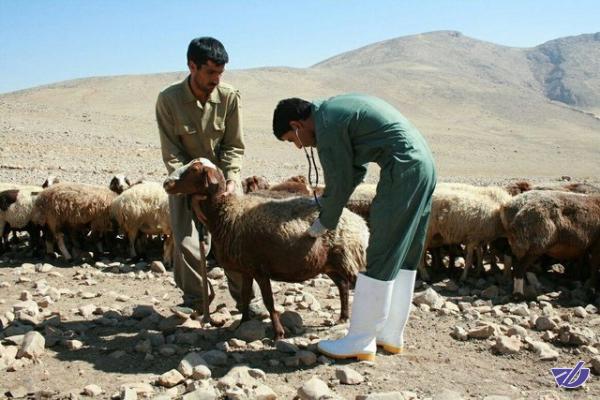 کاهش کانون‌های بیماری تب‌مالت و طاعون نشخوارکنندگان