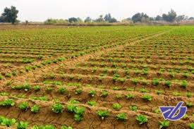 تلاش برای حفظ آب و کشاورزی یزد با اصلاح الگوی کشت