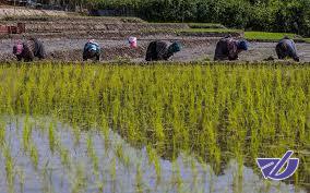 برنج کاران مازندران قربانی تصمیمات اشتباه در بخش کشاورزی