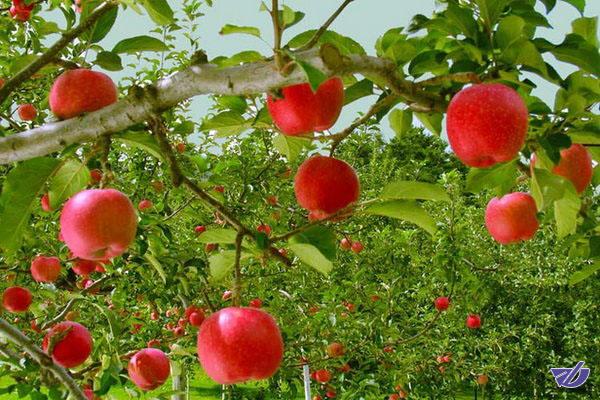 وزارت کشاورزی: فیلم درختان قطع شده سیب مربوط به ایران نیست