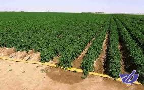 توصیه‌های هواشناسی کشاورزی با محوریت کاهش مصرف آب