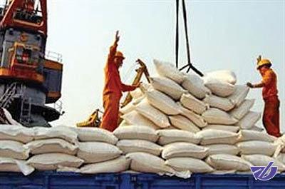 واردات برنج در فصل برداشت به کشاورزان آسیب می‌زند