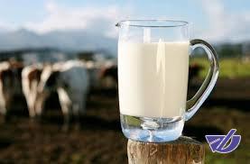 گرانی نهاده‌های دامی و افزایش بی‌رویه قیمت شیر خام
