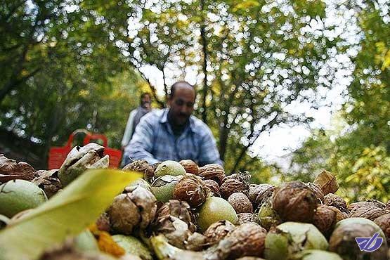 امسال نیمی از گردوهای پارسال را نداریم