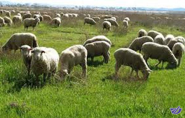 تخصیص اعتبار ۵۸ میلیارد تومانی برای حفظ و احیای مراتع