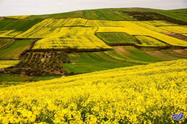 کاهش دمای ایران از هفته آینده/توصیه به کلزاکاران مناطق سردسیر