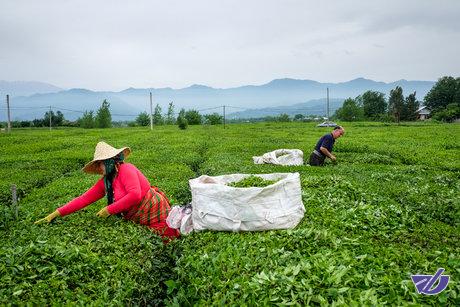 افزایش ۱۰ درصدی خرید برگ سبز چای