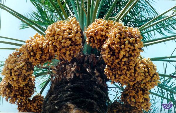 امسال خبری از خرمای درجه یک نیست