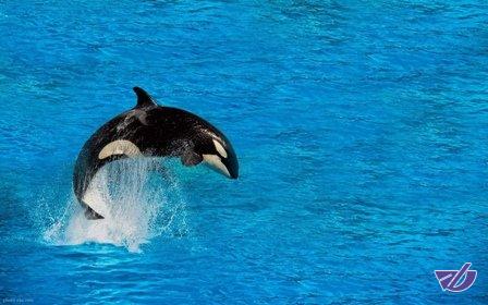 خطر انقراض نیمی از نهنگ‌های قاتل جهان به دلیل آلودگی‌