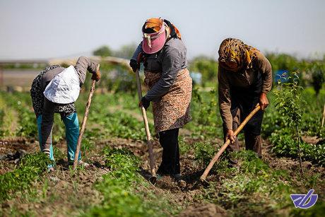 وجود بیش از 100 قانون برای تصمیم‌گیری 