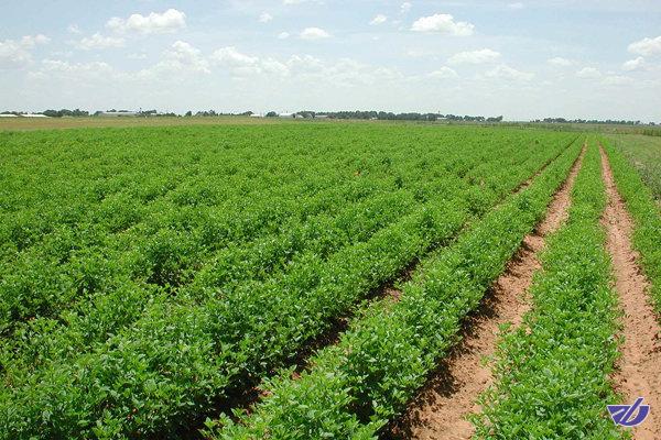 توصیههای ۵ روزه هواشناسی کشاورزی