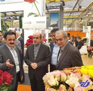 ایران می تواند قطب تولید گل در منطقه شود