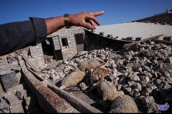 بیماری دامی در مناطق زلزله‌زده گزارش نشده است/ دام‌های تلف شده معدوم شدند