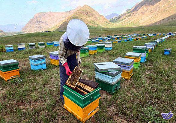  ضرورت افزایش بهره وری در رسته زنبورداری مازندران