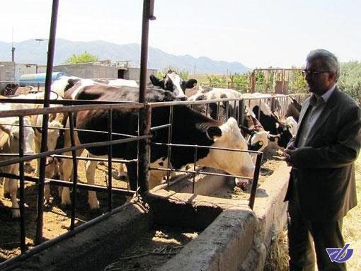 توانایی تامین گوشت مورد نیاز استان را داریم