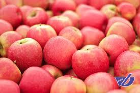 تولیدکننده اول سیب ایران واردکننده شد!