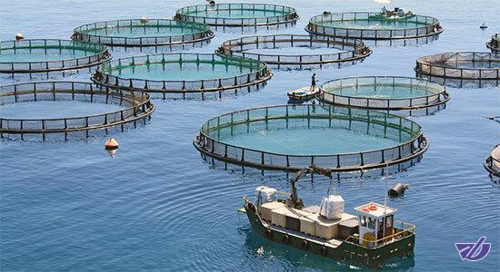 صنعت "پرورش ماهی در قفس" در استان‌های ساحلی توسعه می‌یابد
