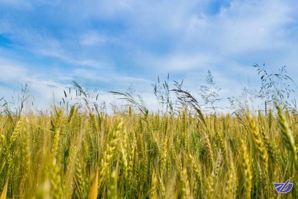 رونق اقتصادی در روستاها با ایجاد بنگاه‌های اقتصادی