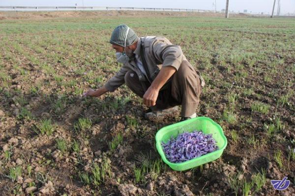 تراز غذا و کشاورزی مثبت‌تر از پارسال
