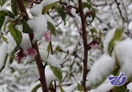 خطر سرمازدگی در کمین محصولات کشاورزی یزد