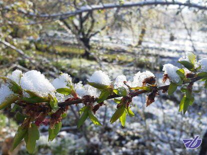 خسارت بارش برف بهاری به 1500 هکتار از باغ‌های کجور مازندران