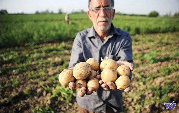 رنج برای کشاورزان، گنج برای دلالان!