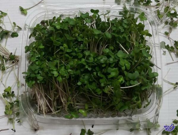 تولید ﻣﻴﻜﺮوﮔﺮﻳﻦها با ارزش غذایی ۴ تا ۴۰ برابر سبزیجات معمولی