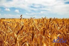 رانت‌خواران از پایین بودن قیمت گندم منتفع می‌شوند