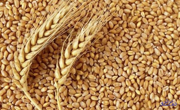 چهار رقم جدید گندم دیم معرفی و ثبت شد